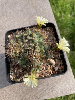 Coryphantha gladiispina